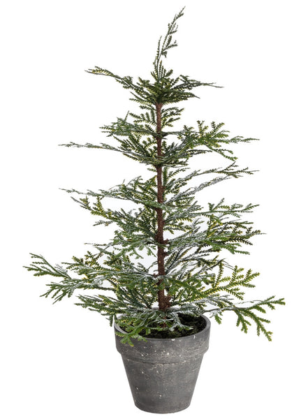 Miniature Cedar Tree in Pot - 18"