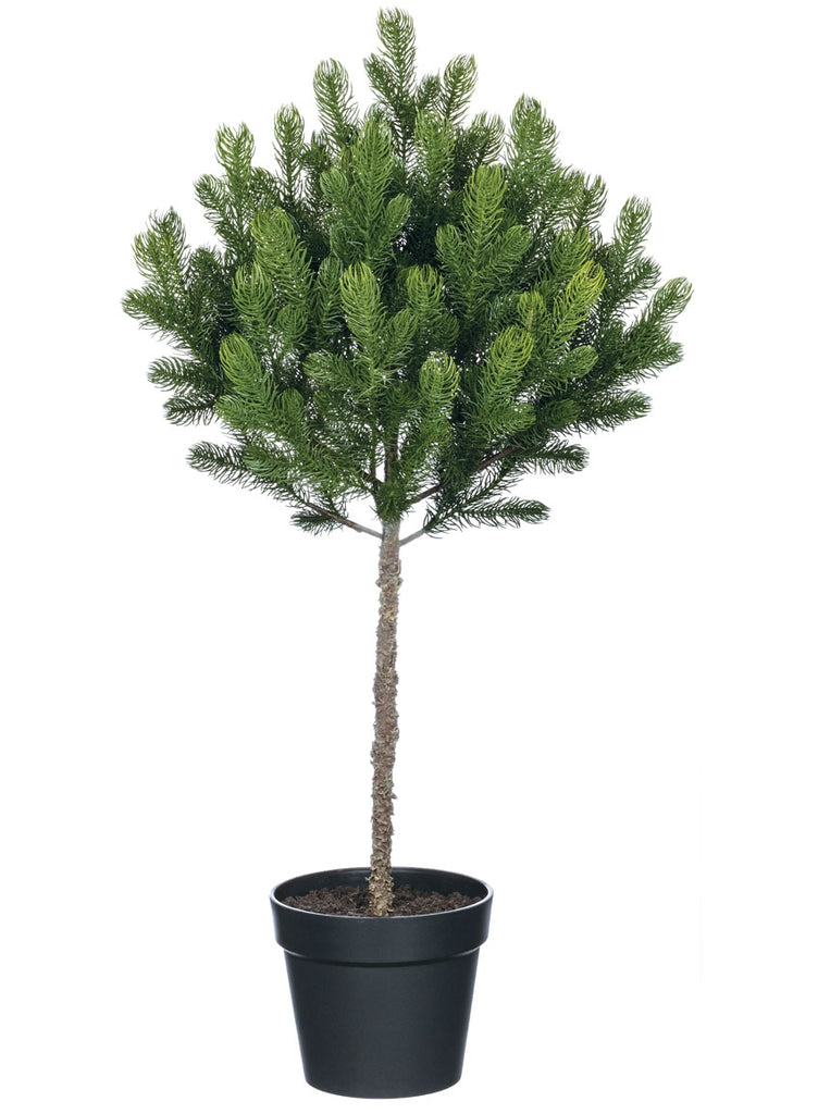 Pine Tree Spruce in Pot - 37