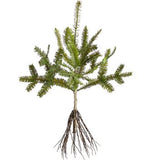 Pine Tree Branch - 19