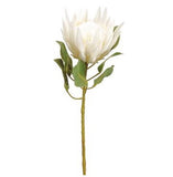 Cream King Protea Stem - 29