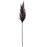 Black Pampas Grass