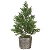 Mini Juniper Tree in Pot