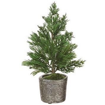 Mini Juniper Tree in Pot