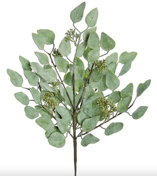 Seeding Eucalyptus Bush - 17"