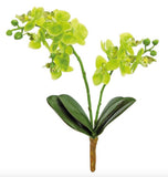 Bright Green Phalaenopsis Orchid Plant - 16