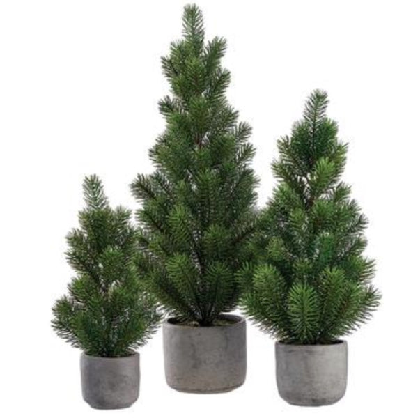Pine Trees in Cement Pots