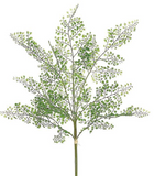 Maidenhair Fern Bundle - 28