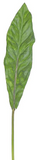 Aspidistra Leaf - 32