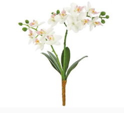 Double Phalaenopsis Orchid Plant