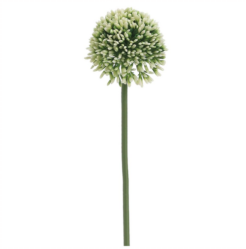 Allium Stems - 17.5"