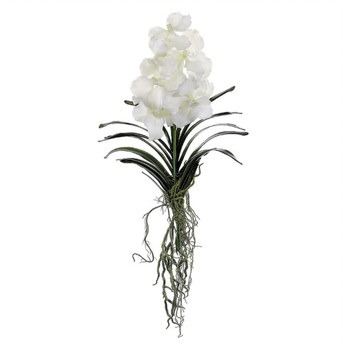 White Vanda Orchid with Roots - 20.5"