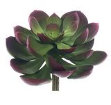 Green & Burgundy Echeveria Pick - 6