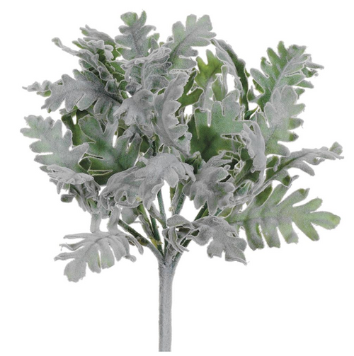 Dusty Miller Bush - 9.5"