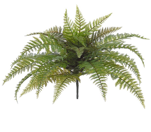 Leather Fern Bush - 18"