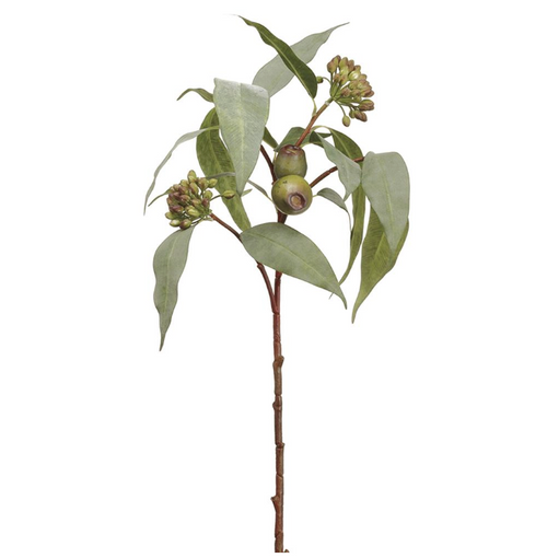Eucalyptus Seed Spray - 25"
