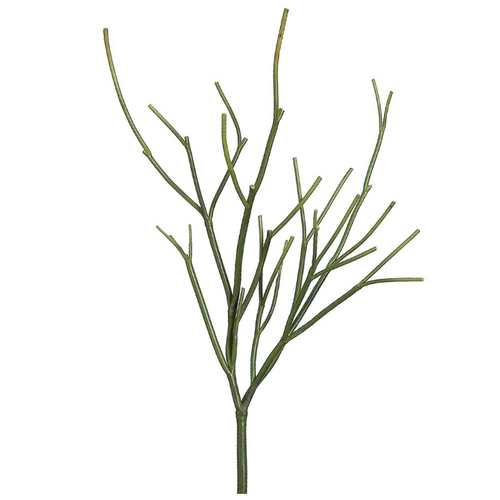 Pencil Cactus Plant - 23"