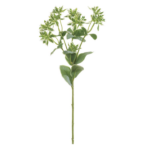 Euphorbia Spray - 18.5"