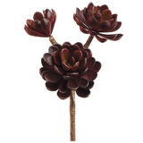 Burgundy Hens and Chicks Succulent Stem - 10