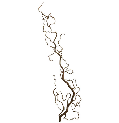 Curly Willow Branch - 36.5"