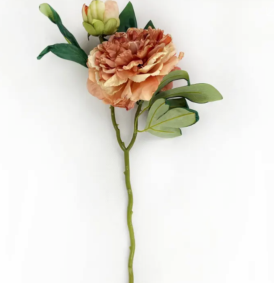 Sorbet French Peony