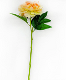 Peach Citrus Peony