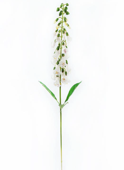 White English Foxglove