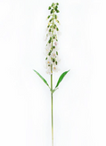 White English Foxglove