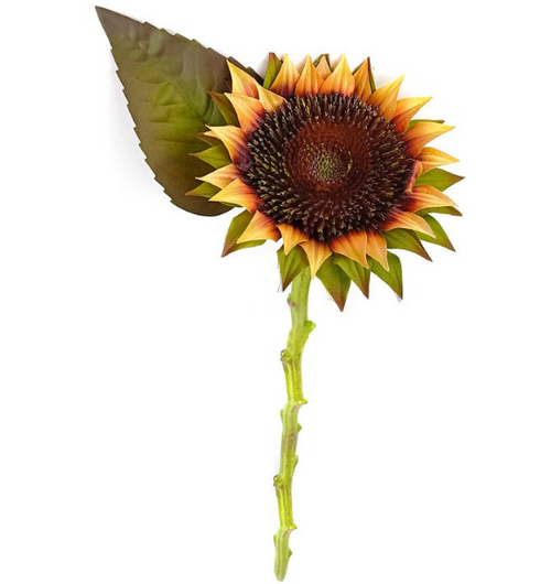 Desert Sunflower Stem