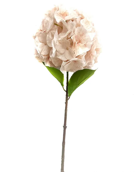 Champagne Jardin Hydrangea
