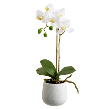 Phalaenopsis Orchid in Ceramic Pot - 15"