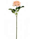 Cameo Dutchess Rose Stem