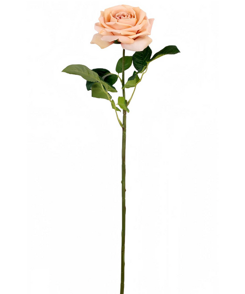 Cameo Dutchess Rose Stem
