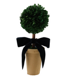 Mini Boxwood Topiaries
