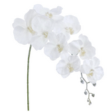 Snowed Phalaenopsis Orchid Spray - 33