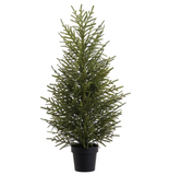 Potted Cypress Trees