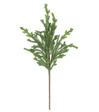 Cedar Pick - 24