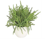Pine in White Pot
