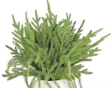Pine in White Pot