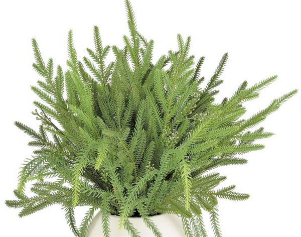 Pine in White Pot