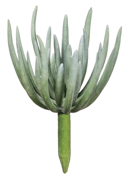 Finger Echeveria Succulents