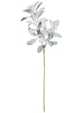 Lambs Ear with Snow Spray