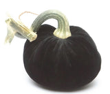 Hot Skwash Ebony Velvet Pumpkins