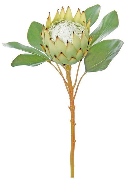 18" King Protea Stem