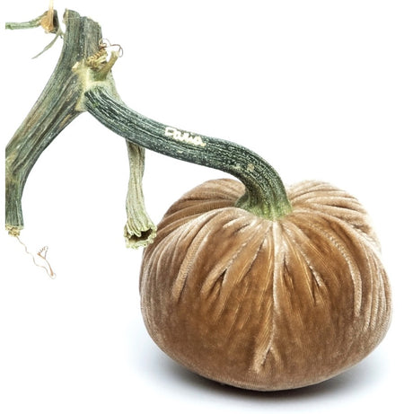 Hot Skwash Salmon Velvet Pumpkins