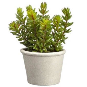 Potted Stonecrop Sedum