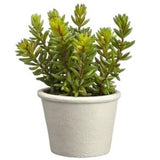 Potted Stonecrop Sedum