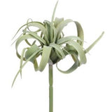 Tillandsia - 8