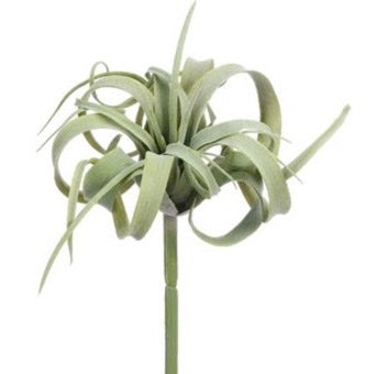 Tillandsia - 8"