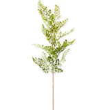 Maidenhair Fern Stem - 35