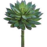 Echeveria Pick - 8